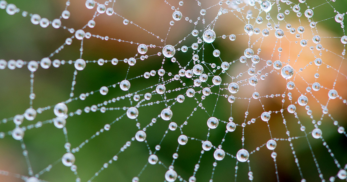Bild eines Spinnennetzes