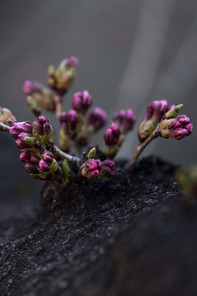 Picture of a newly growing plant, starting to bloom