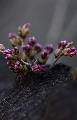 Picture of a newly growing plant, starting to bloom