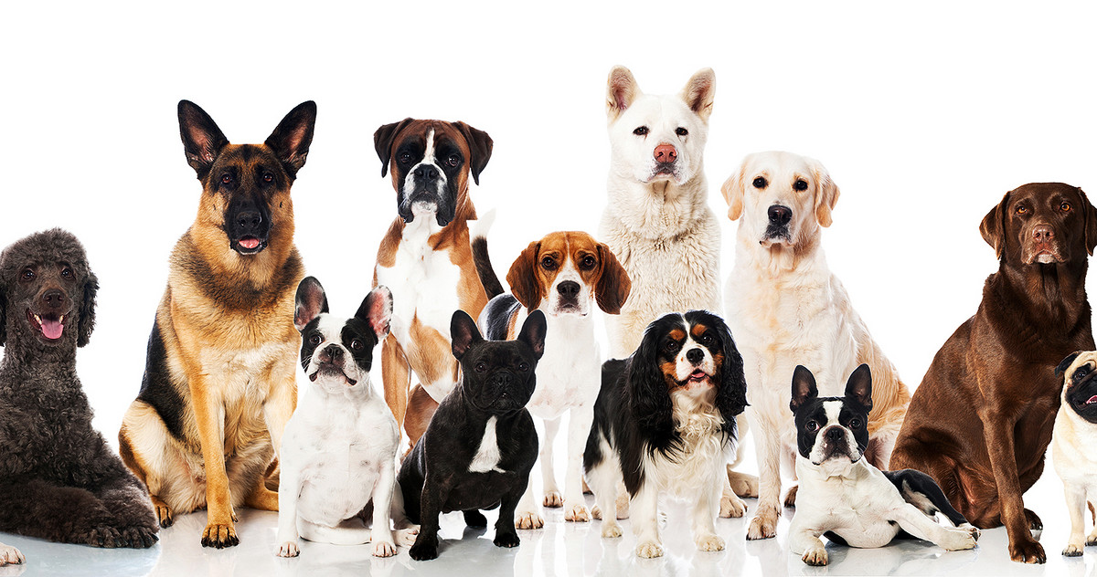 Gruppenfoto von verschiedenen Hunden